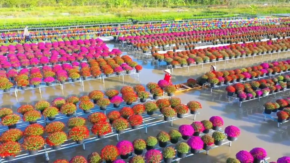 Tổ hợp tác hoa kiểng Tân An đã xuống giống khoảng 300.000 chậu hoa kiểng Tổ hợp tác hoa kiểng Tân An đã xuống giống khoảng 300.000 chậu hoa kiểng