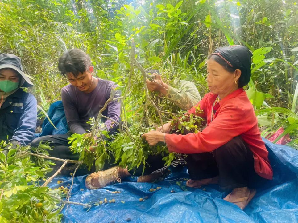 Đông đảo người dân thu hái Đông đảo người dân thu hái