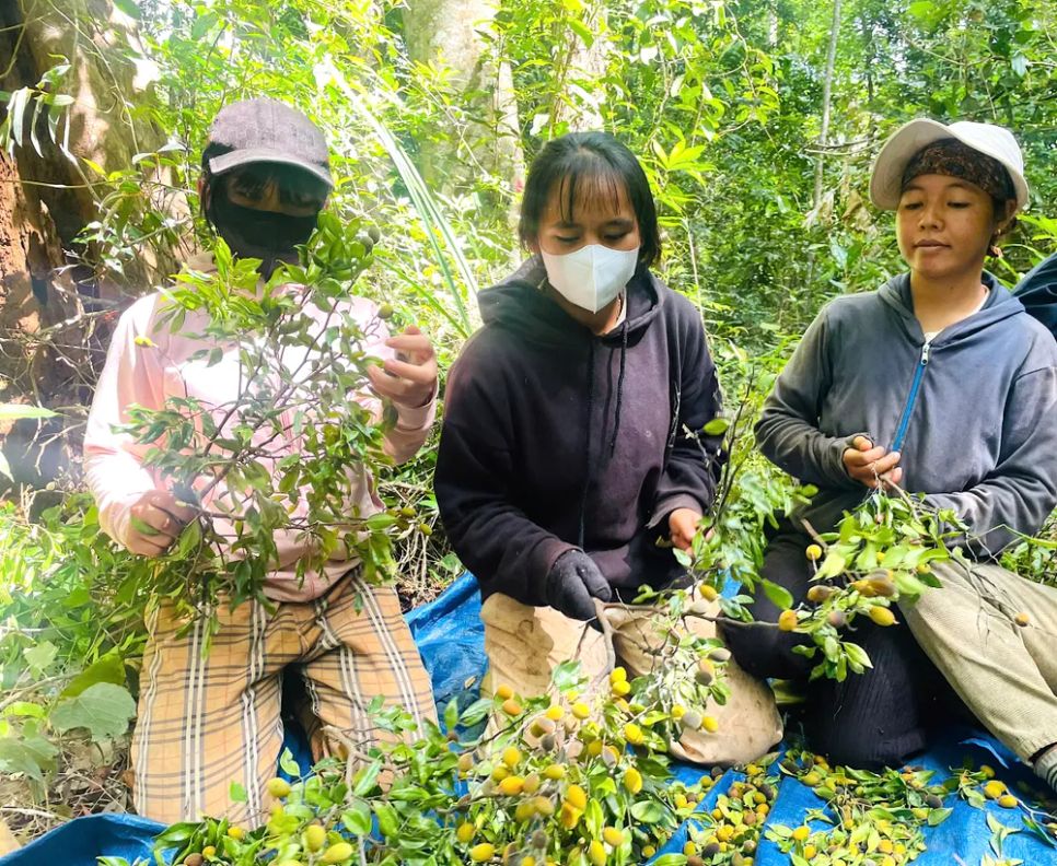 Người dân thu hoạch quả xoay Người dân thu hoạch quả xoay