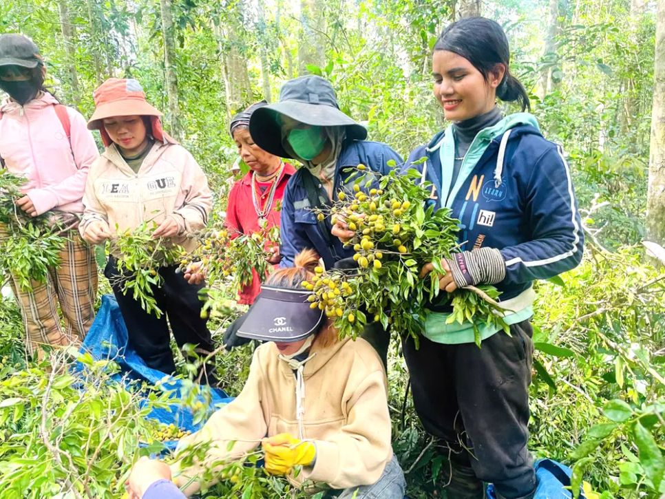 Quả xoay chi chít cành Quả xoay chi chít cành