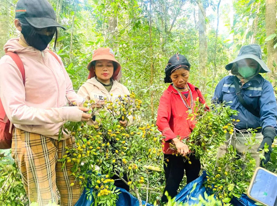 Quả xoay được người dân thu hái Quả xoay được người dân thu hái
