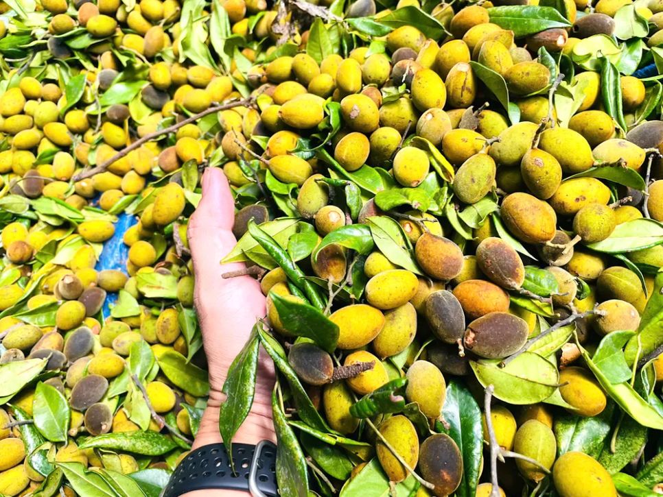 Quả xoay được thu hái Quả xoay được thu hái