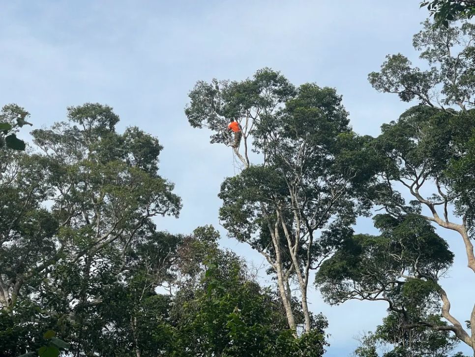 Quả xoay nằm trên ngọn cao, người dân phải leo lên cây để hái Quả xoay nằm trên ngọn cao, người dân phải leo lên cây để hái