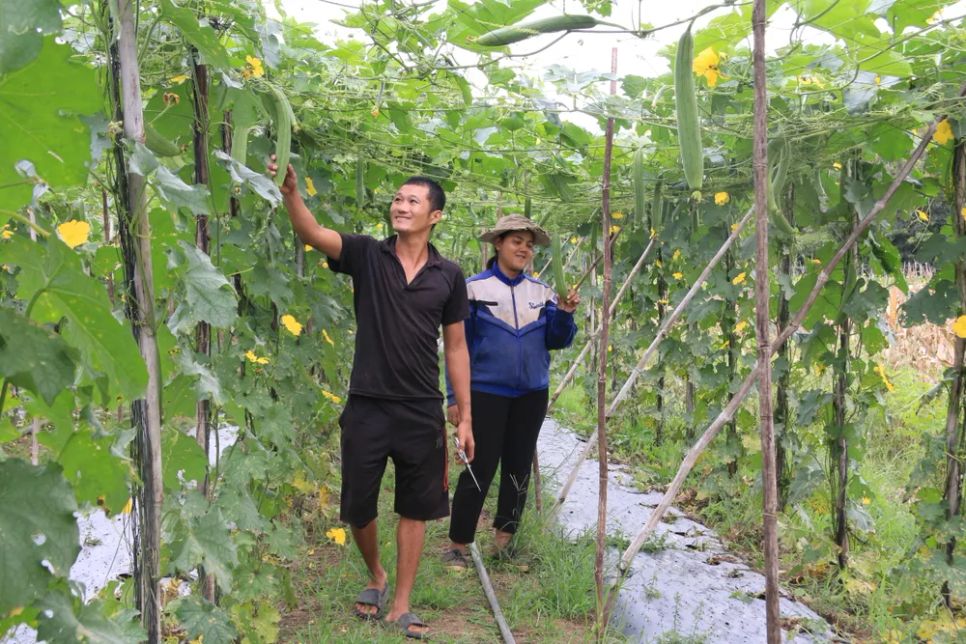 Không chỉ khởi nghiệp, anh Tùng còn tạo sinh kế cho nhiều nông dân nhờ mô hình trồng mướp lấy xơ Không chỉ khởi nghiệp, anh Tùng còn tạo sinh kế cho nhiều nông dân nhờ mô hình trồng mướp lấy xơ