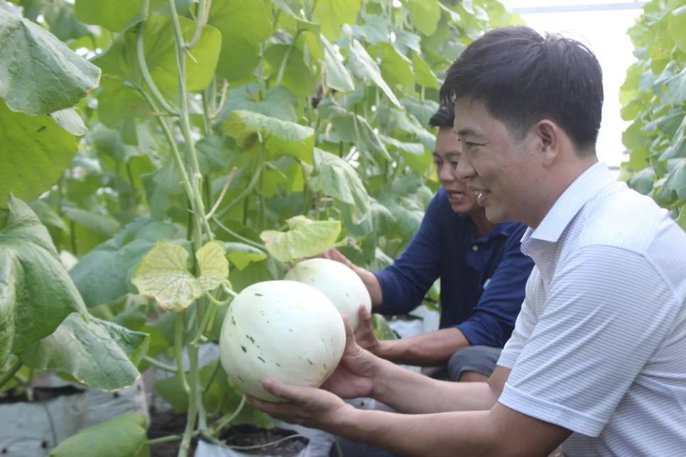 Nông dân TPHCM canh tác dưa lưới cho thu nhập khá Nông dân TPHCM canh tác dưa lưới cho thu nhập khá
