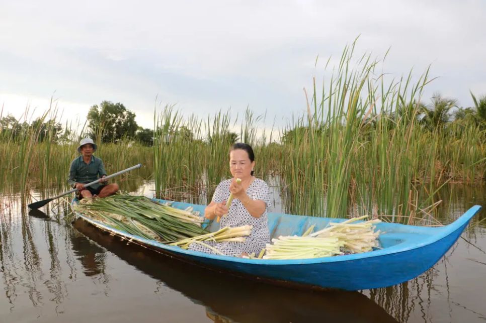 Bồn bồn sau khi thu hoạch, tước bỏ phần vỏ bên ngoài chỉ lấy phần non bên trong