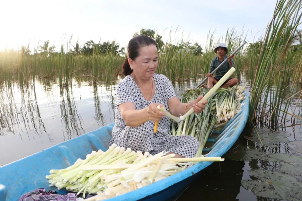 Bồn bồn sau khi thu hoạch, tước bỏ phần vỏ bên ngoài chỉ lấy phần non bên trong