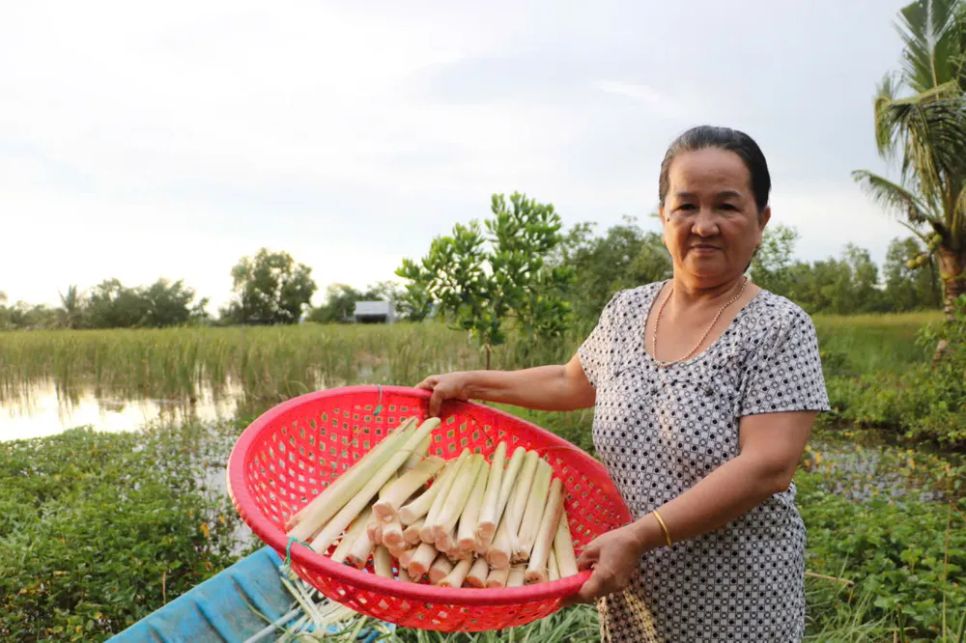 Bồn bồn sau khi thu hoạch, tước bỏ phần vỏ bên ngoài chỉ lấy phần non bên trong