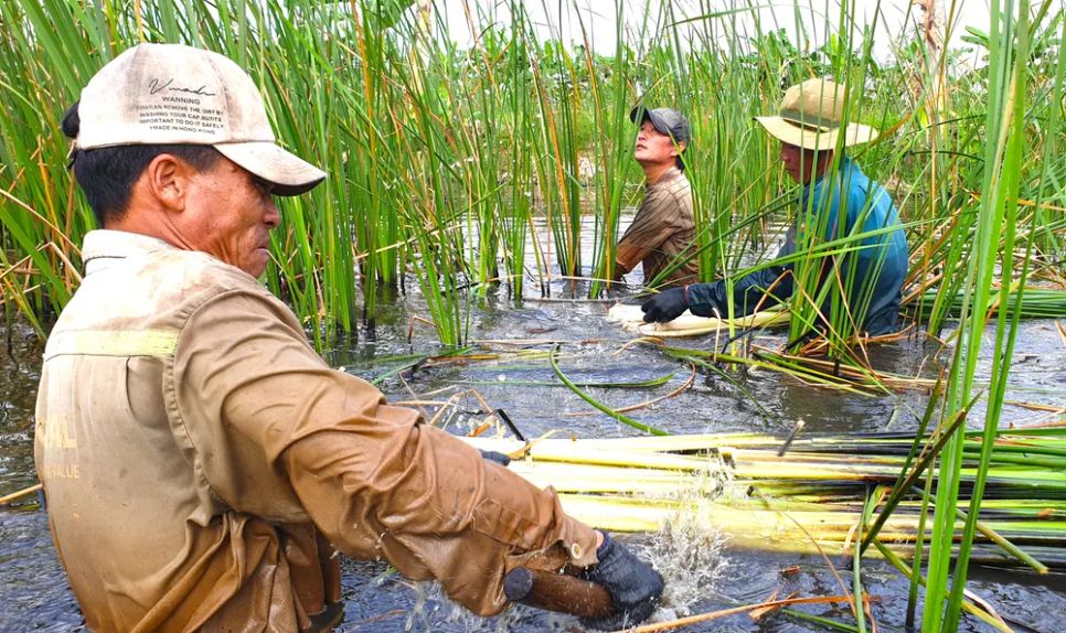 Người nông dân thu hoạch bồn bồn