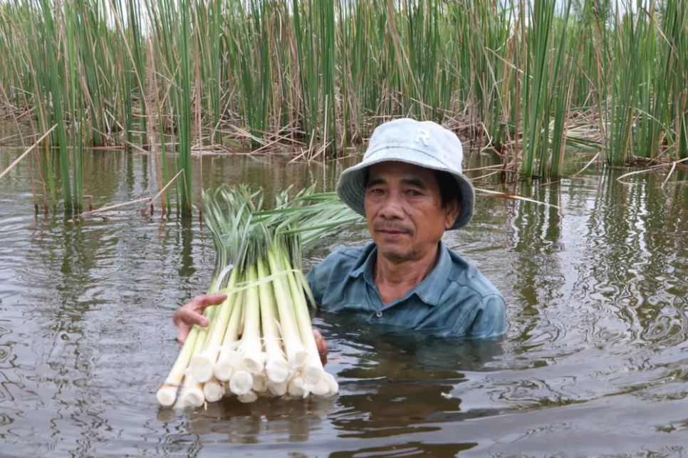 Ông Nguyễn Văn Luân (phường An Xuyên, tỉnh Cà Mau) tận dụng mùa mưa trồng bồn bồn trong vuông tôm đem lại thu nhập ổn định cho gia đình