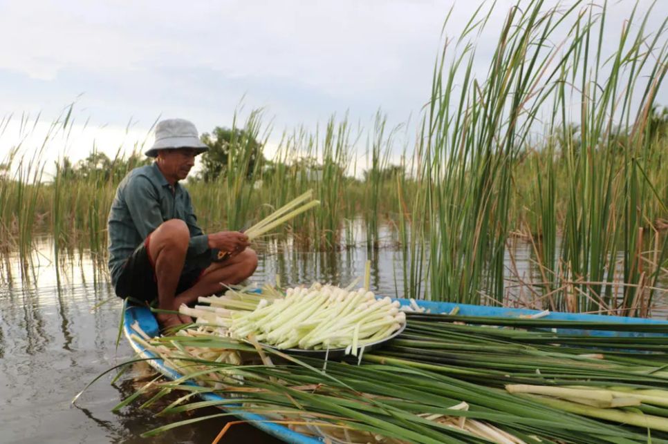 Ông Nguyễn Văn Luân (phường An Xuyên, tỉnh Cà Mau) tận dụng mùa mưa trồng bồn bồn trong vuông tôm đem lại thu nhập ổn định cho gia đình