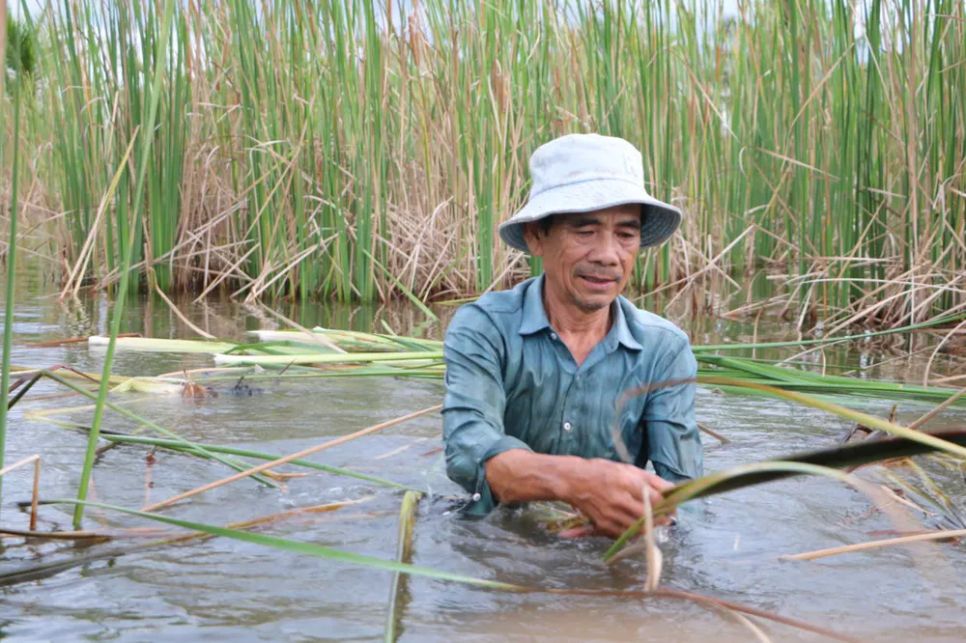 Thu hoạch bồn bồn