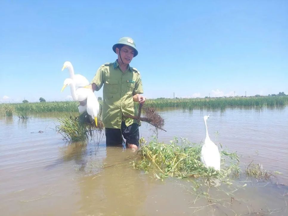 Gian nan giải cứu chim trời Gian nan giải cứu chim trời