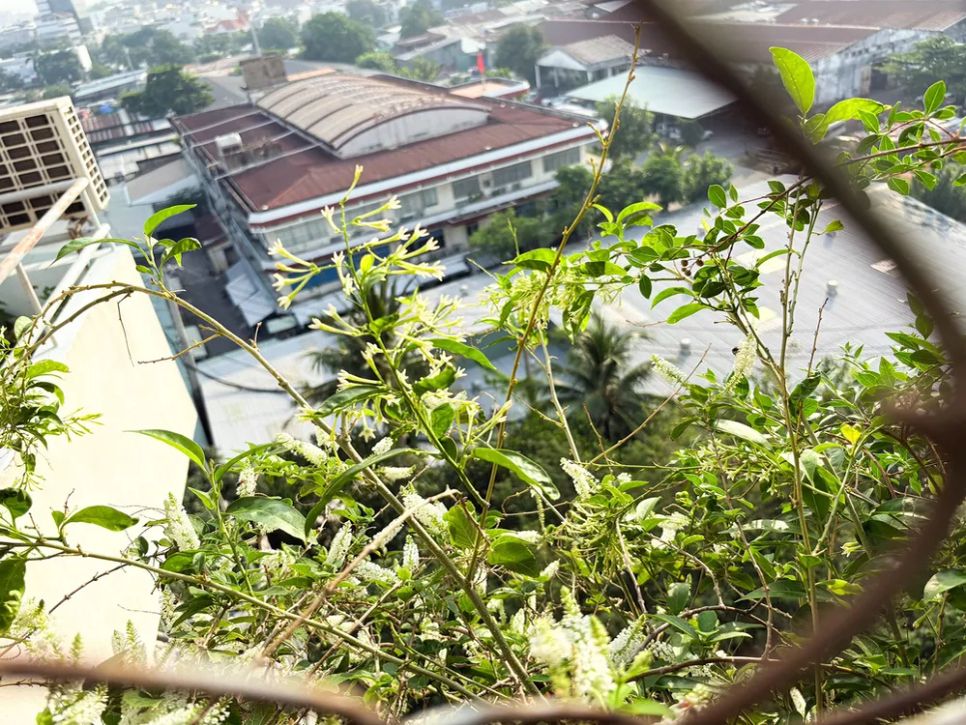 Hàng xóm thành thị