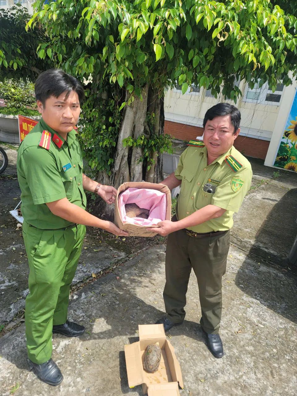 <i>Công an phường Đông Thành bàn giao 2 cá thể rùa núi vàng và tê tê quý hiếm cho lực lượng kiểm lâm - Ảnh: Minh Chánh</i> <i>Công an phường Đông Thành bàn giao 2 cá thể rùa núi vàng và tê tê quý hiếm cho lực lượng kiểm lâm - Ảnh: Minh Chánh</i>