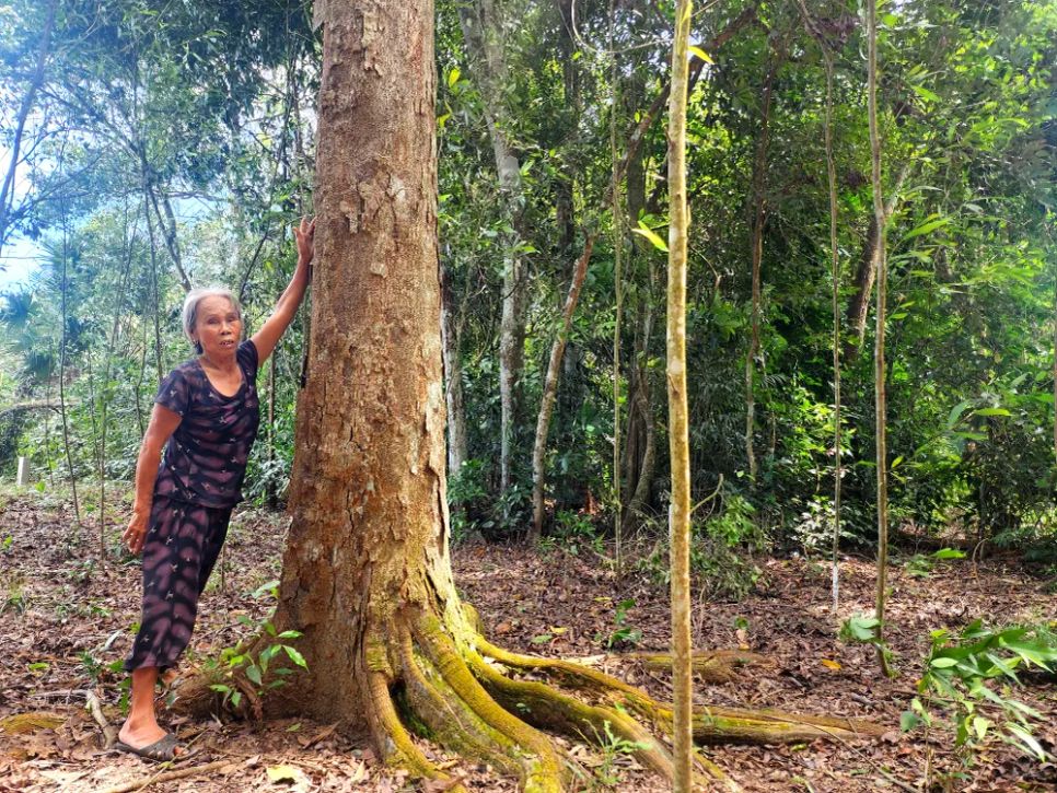 Bà Nguyễn Thị Đào bên một cây cổ thụ Bà Nguyễn Thị Đào bên một cây cổ thụ