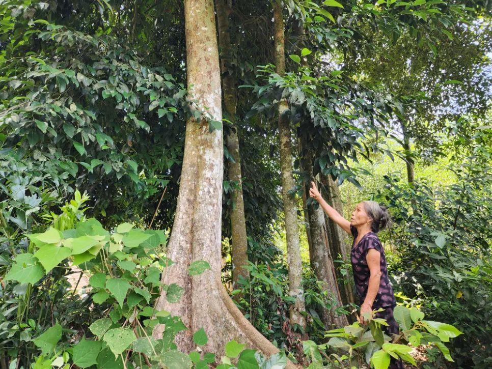 Bà Nguyễn Thị Đào bên rừng cây cổ thụ Bà Nguyễn Thị Đào bên rừng cây cổ thụ