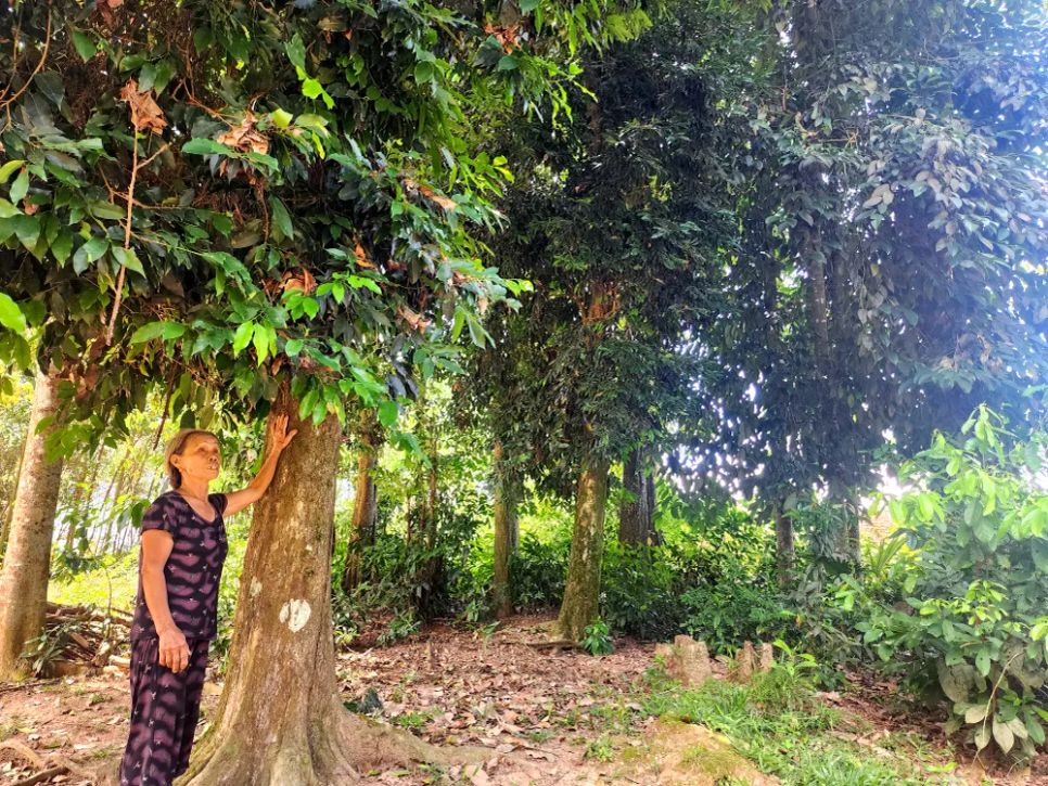Bà Nguyễn Thị Đào bên rừng cây cổ thụ Bà Nguyễn Thị Đào bên rừng cây cổ thụ