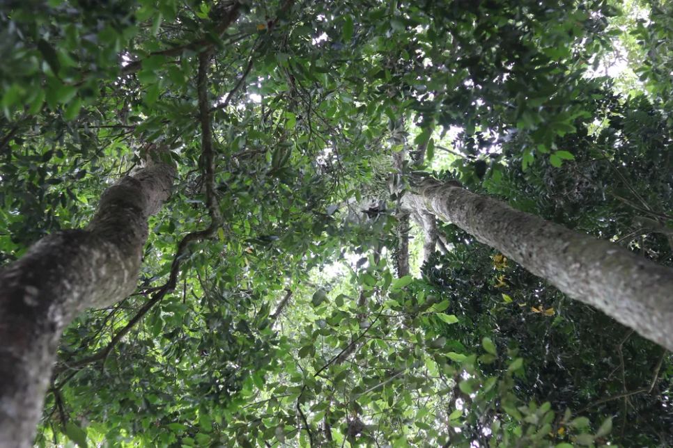 Giữ rừng cây cổ thụ giữa khu dân cư Giữ rừng cây cổ thụ giữa khu dân cư