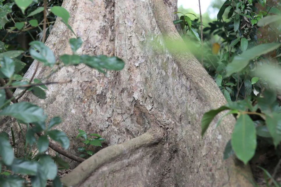 Giữ rừng cây cổ thụ giữa khu dân cư Giữ rừng cây cổ thụ giữa khu dân cư