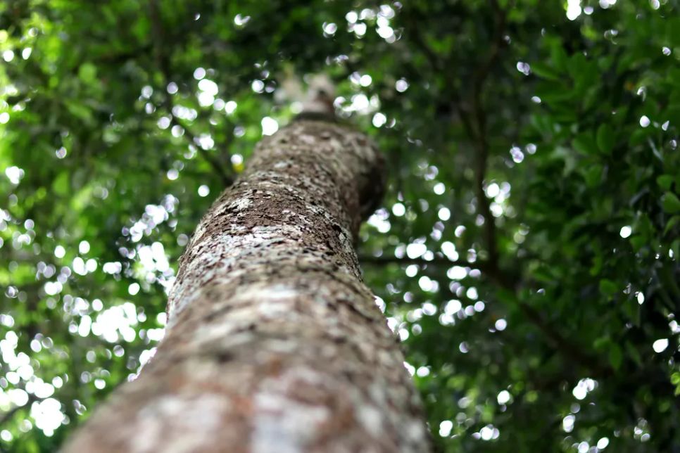 Giữ rừng cây cổ thụ giữa khu dân cư Giữ rừng cây cổ thụ giữa khu dân cư