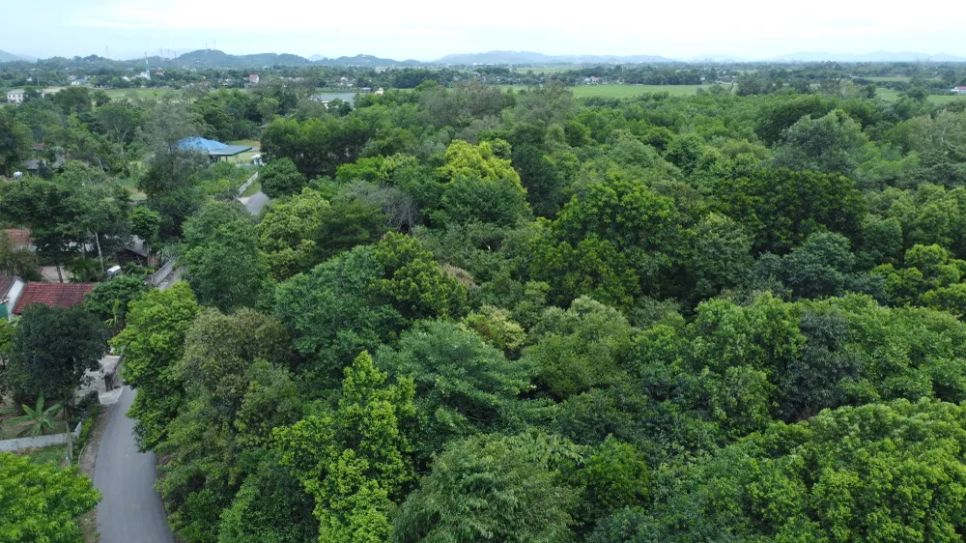 Giữ rừng cây cổ thụ giữa khu dân cư Giữ rừng cây cổ thụ giữa khu dân cư