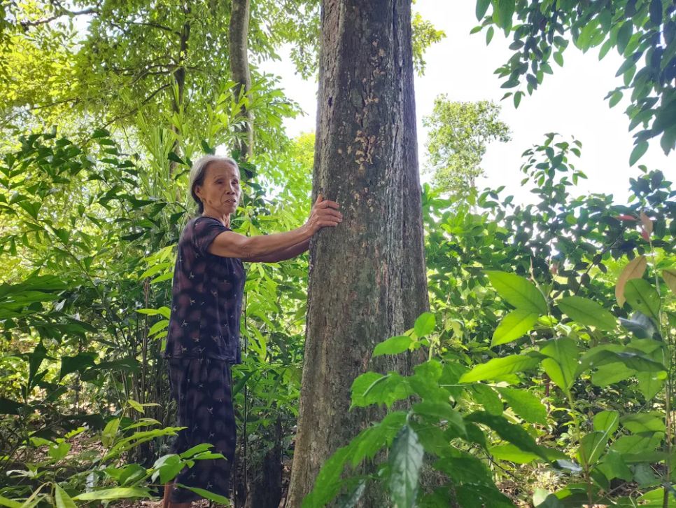 Giữ rừng cây cổ thụ giữa khu dân cư Giữ rừng cây cổ thụ giữa khu dân cư