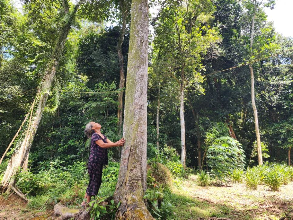 Giữ rừng cây cổ thụ giữa khu dân cư Giữ rừng cây cổ thụ giữa khu dân cư