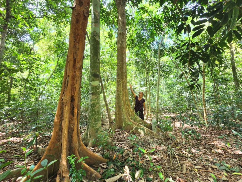 Giữ rừng cây cổ thụ giữa khu dân cư Giữ rừng cây cổ thụ giữa khu dân cư