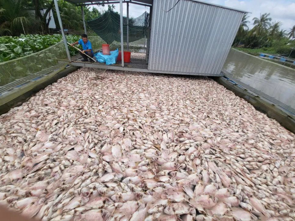 Bè cá điêu hồng của Nguyễn Văn Ở chết hàng loạt