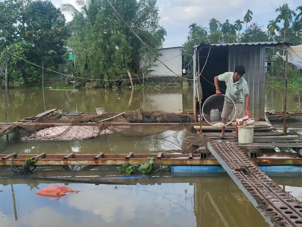 Gần 20 bè nuôi cá điểu hồng của người dân bị thiệt hại nặng