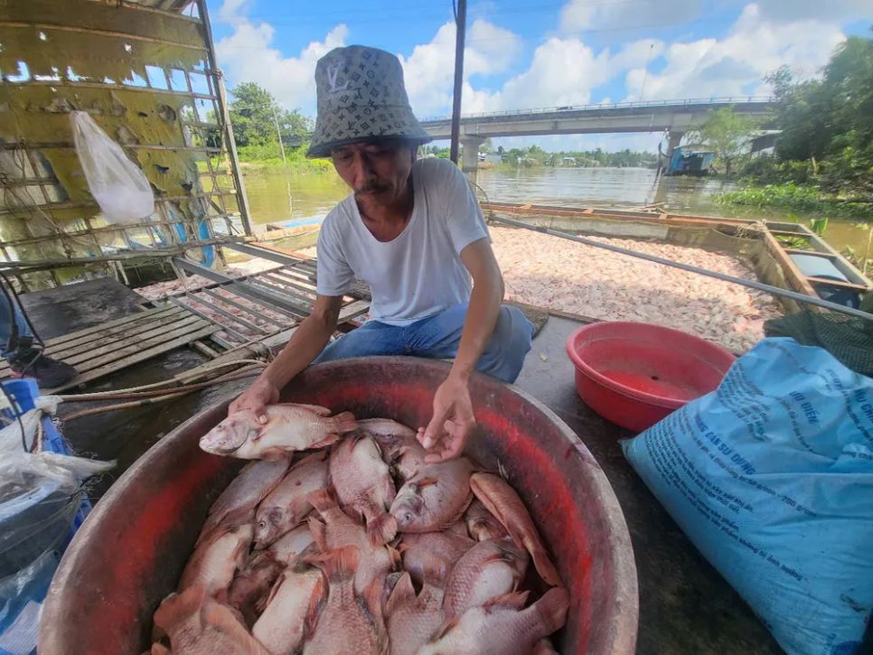 Người dân thất thần khi cá điêu hồng chết hàng loạt