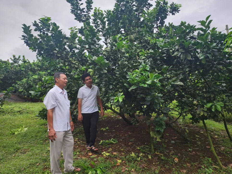 Anh Hồ Hoàng Kha cùng các xã viên thăm vườn bưởi
