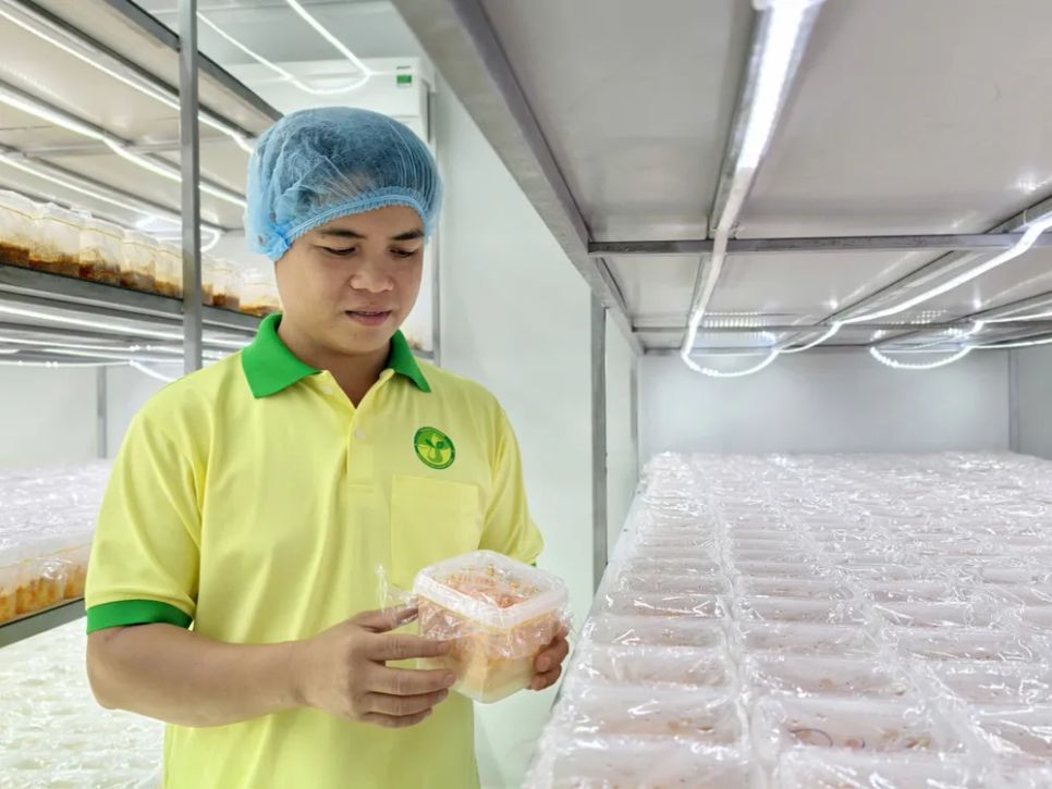 Anh Trần Tài, nông dân trẻ của xã Kim Long (TPHCM) bên sản phẩm nấm đông trùng hạ thảo