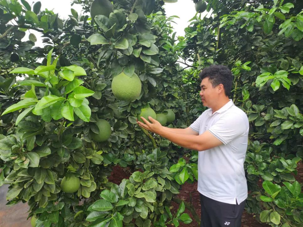 Nông dân trẻ Hồ Hoàng Kha bên vườn bưởi trái vụ đang cho thu hoạch