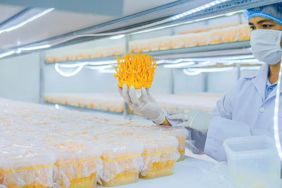 Sản phẩm trà túi lọc đông trùng hạ thảo, nấm đông trùng hạ thảo khô và nước đông trùng hạ thảo do công ty anh Trần Tài sản xuất được công nhận sản phẩm công nghiệp nông thôn TPHCM tiêu biểu