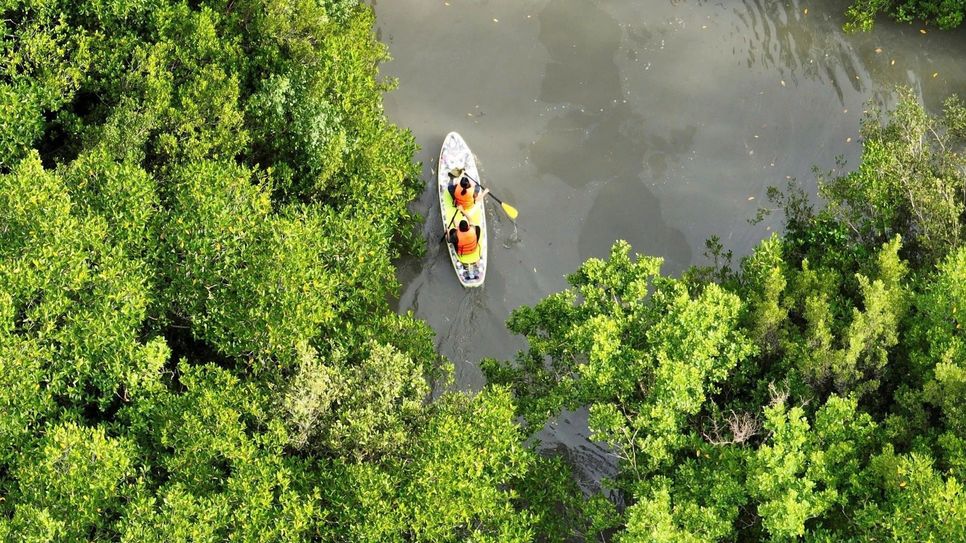 TP.HCM phê duyệt phương án quản lý bền vững rừng phòng hộ Cần Giờ đến năm 2030. Ảnh: T.N