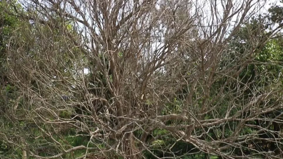 <i>Vườn cây ăn trái bị rụng lá do ảnh hưởng triều cường</i>