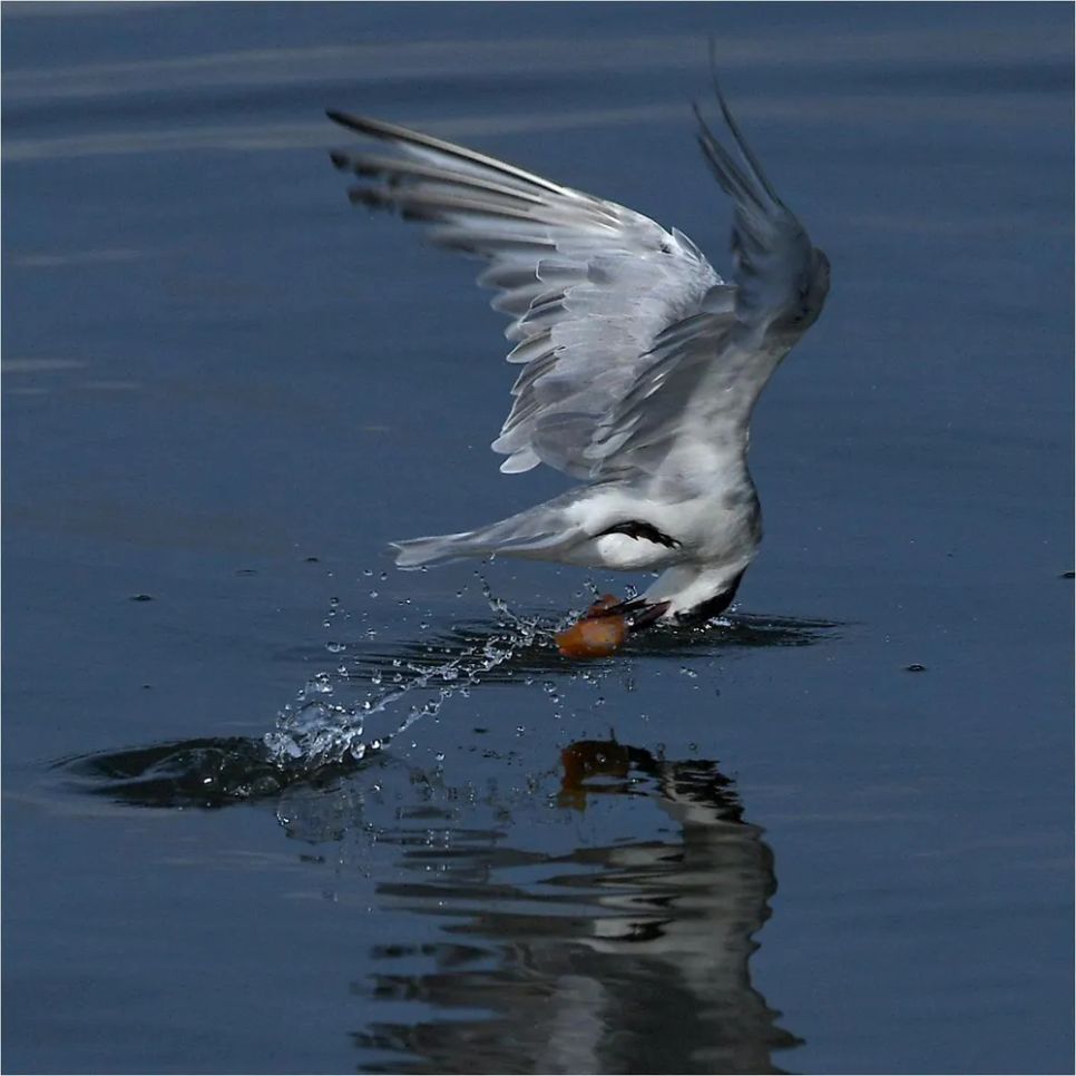 Cái khó nhất là phải canh được khoảnh khắc chim nhạn lúc lả lướt lao xuống săn mồi lúc lại dũng mãnh đạp nước bắn tung tóe bay lên