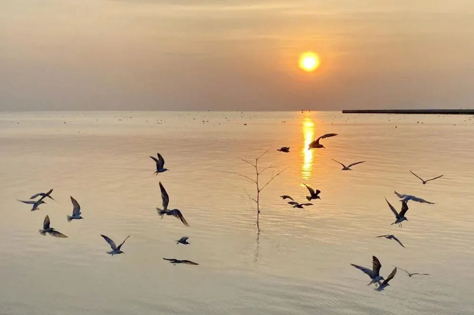 Chim nhạn lúc tập trung đông bay rợp cả 1 góc trời, ước tính hàng trăm con