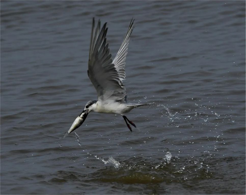 Loài này khá phàm ăn, dạn dĩ, bay sát mé sông, kênh rạch cửa biển