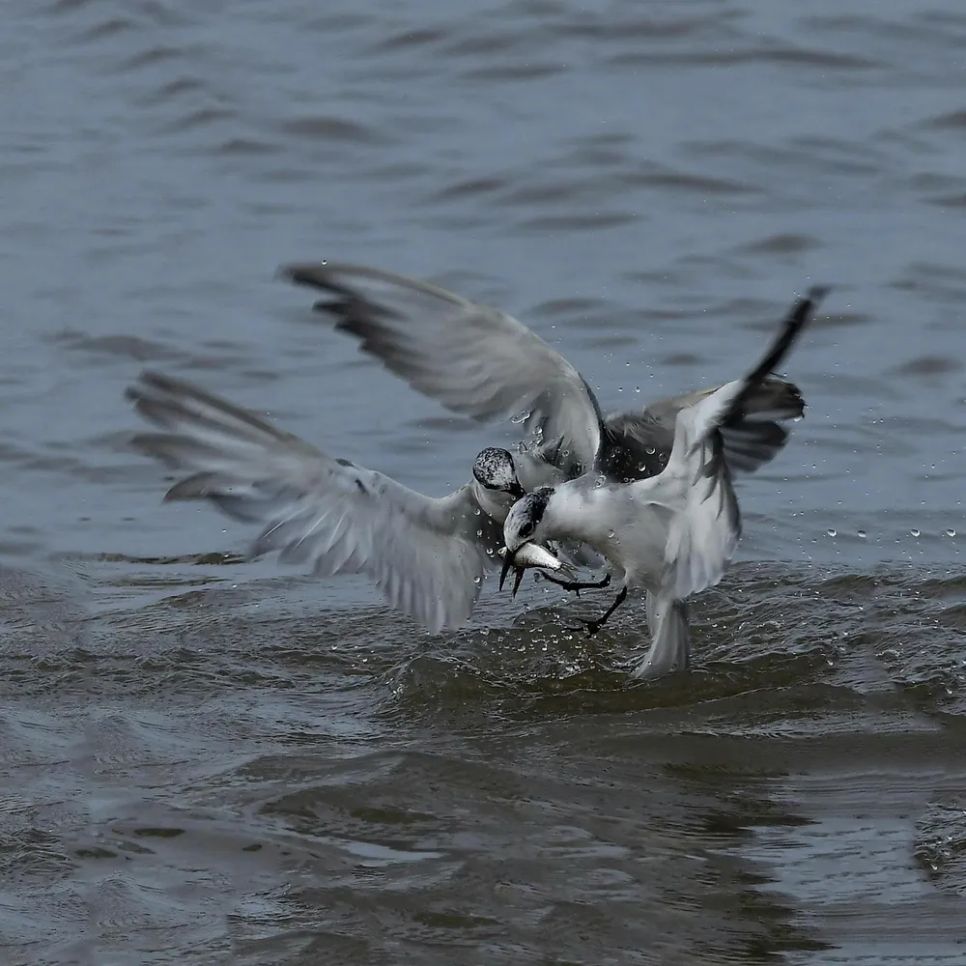 Món khoái khẩu của chúng là cá linh, cá lòng tong và cá cơm