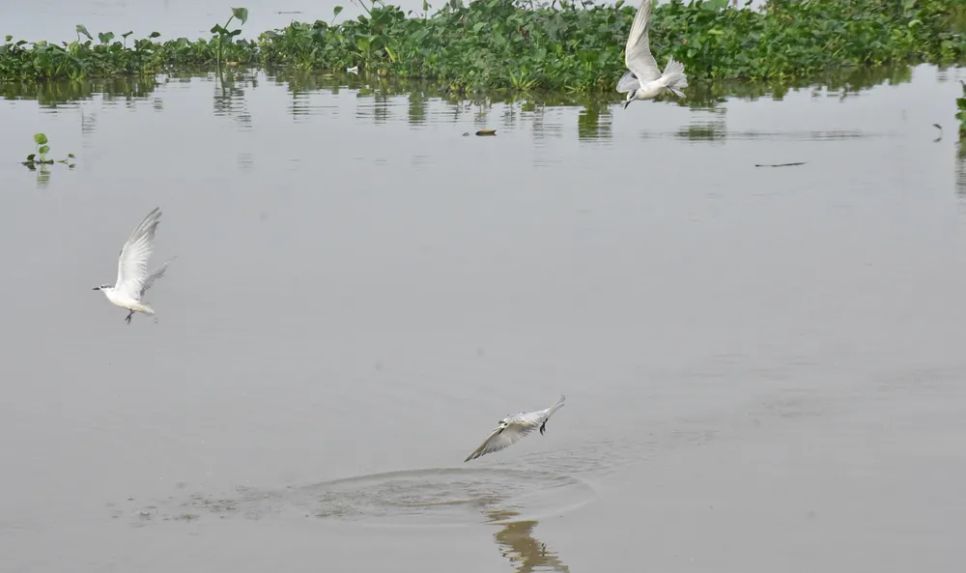 Nếu thấy nhạn vẫn mải mê kiếm cá ở xa, thợ săn ảnh sẽ gõ vào hàng rào sắt để dụ chúng tụ về