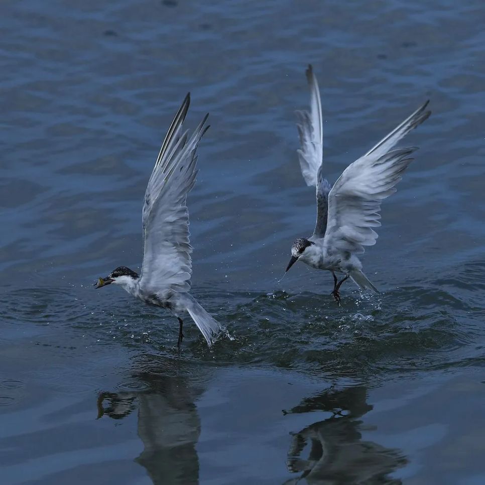 Nhiều người chụp hàng trăm, thậm chí ngàn tấm ảnh nhưng chỉ chọn được vài tấm đẹp, ưng ý. Bởi thế, giới nhiếp ảnh gọi vui mùa săn ảnh chim nhạn giống như mùa “phá máy”.