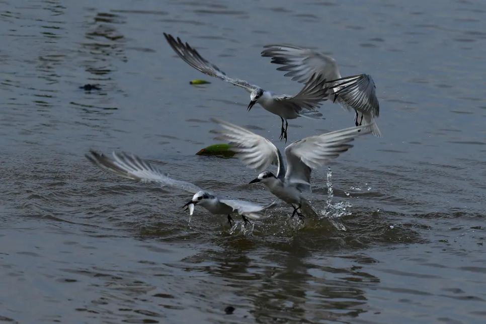Theo những người chuyên săn ảnh chim nhạn, hàng năm, loài chim này bay đi kiếm mồi ở cửa biển phường Rạch Giá từ khoảng tháng 11 đến giữa tháng 4 năm sau. Tuy nhiên, chúng tập trung đông nhất là khoảng tháng 12 và tháng 1.