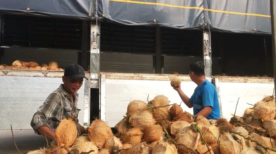 Dừa hột tại HTX Nông nghiệp Định Thủy được xuất bán cho doanh nghiệp chế biến. Ảnh: TÍN HUY