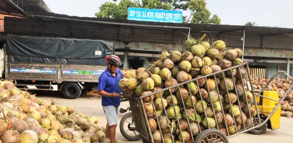 Dừa khô nguyên liệu phục vụ cho sản xuất, chế biến. Ảnh: TÍN HUY