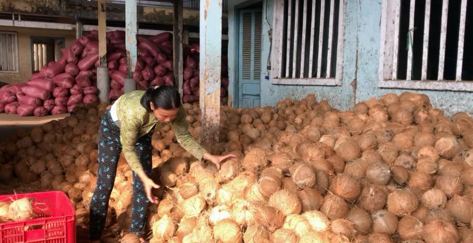 Giá dừa khô nguyên liệu chỉ còn 80.000 đồng chục, người nông dân gặp khó trong chi phí cải tạo vườn Giá dừa khô nguyên liệu chỉ còn 80.000 đồng chục, người nông dân gặp khó trong chi phí cải tạo vườn