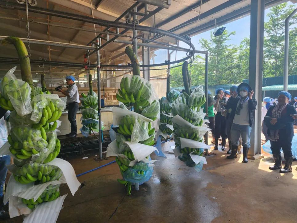 Đoàn công tác đến thăm mô hình trồng chuối cấy mô của Công ty CP Nông nghiệp U&I Đoàn công tác đến thăm mô hình trồng chuối cấy mô của Công ty CP Nông nghiệp U&I