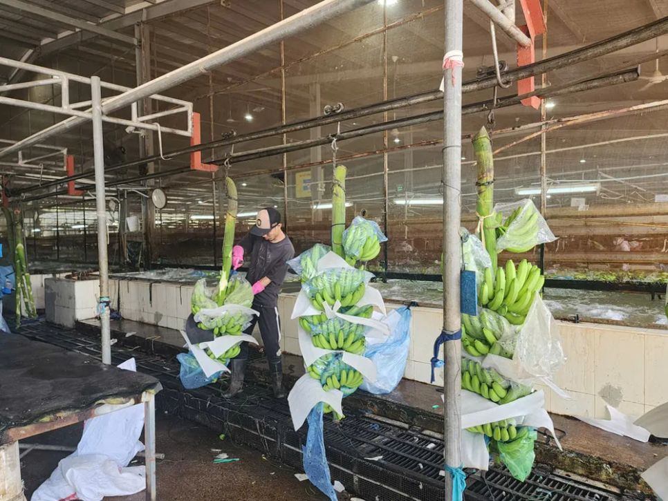 Sơ chế chuối xuất khẩu tại Công ty CP Nông nghiệp U&I (xã Long Hòa, TPHCM) Sơ chế chuối xuất khẩu tại Công ty CP Nông nghiệp U&I (xã Long Hòa, TPHCM)